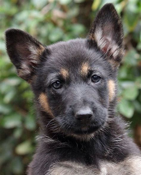Puppies of all breeds have a critical socialization window that closes at 12 to 16 weeks of life, and your gsd puppy is no exception. Farrah von Fendi is a 7-week-old German Shepherd puppy ...