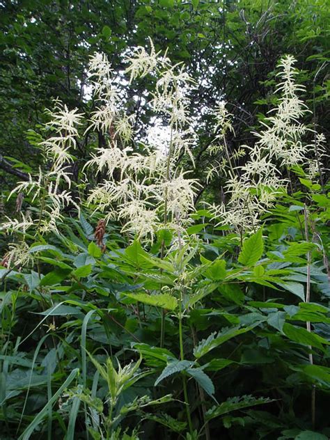 Any of a genus (tragopogon) of plants of the composite family, with flower heads. Goatsbeard