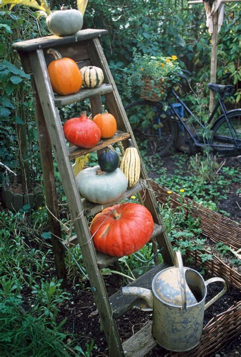 Squashes And Pumpkins Pumpkin Old Wooden Ladders Fall Decor