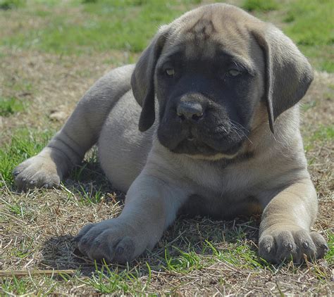 English Mastiff Pup Ubicaciondepersonascdmxgobmx