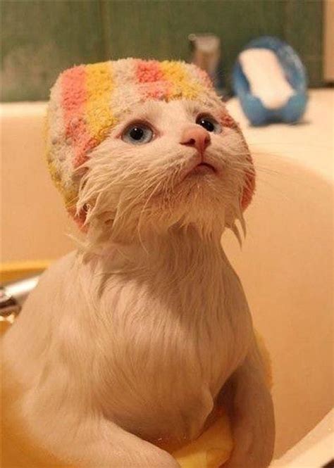 32 Insanely Adorable Cats Wearing Hats Cuteanimals Kitten Images