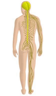 Sistema nervioso autónomo (sna) sistema nervioso funciones del sistema nervioso ● función sensitiva: Sistema nervioso