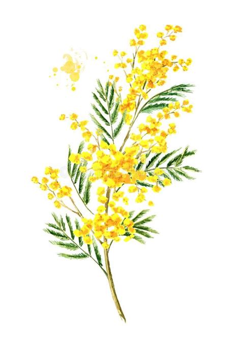 Mimosa Yellow Spring Flower Branch Watercolor Hand Drawn Illustration