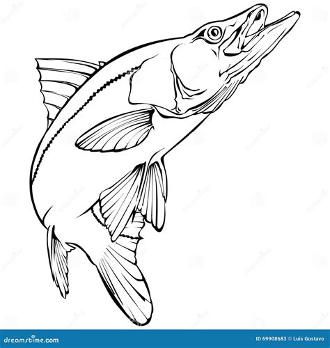 Snook Illustration Stock Vector Image Of Animal Bass 69908683