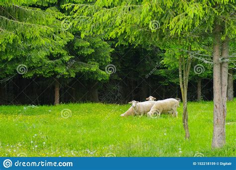 Sheeps On Green Meadow Stock Image Image Of Farm White 152218159