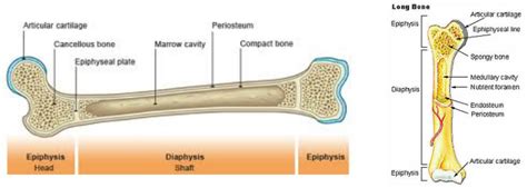 1-3 - Anatomy&Phys