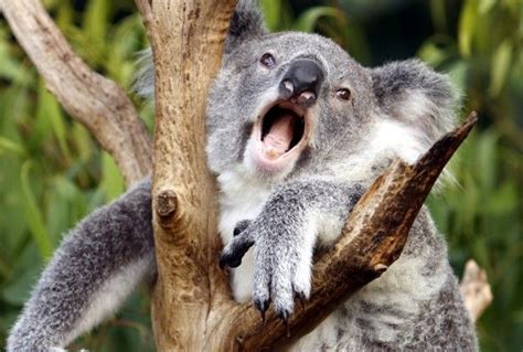 Pin By Pauline Talbot On Koalas And Other Animals I Love Koala