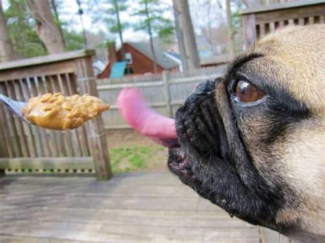 Can Dogs Eat Peanut Butter Bunkblog Pugs Peanut Butter For Dogs