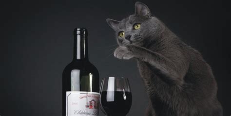 What kinda human sticks a cat in a wine glass? Colony Café, a cat café featuring coffee and wine, to open ...