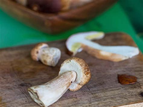 Contenitori per congelare cibi cotti. Meglio congelare i funghi cotti o freschi? | Funghi ...
