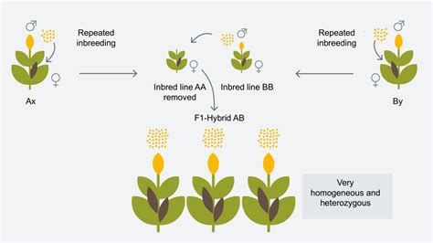 Hybrid Breeding Breeding Methods Innovation Kws Uk Ltd