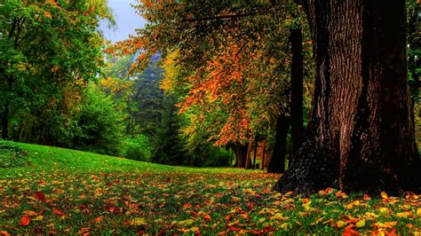 Nature Landscape Trees Leaves Fall Branch Forest Field Grass Wood Wallpapers Hd