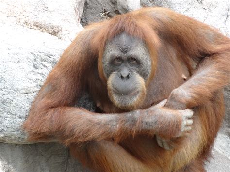 Free Images Nature Wildlife Zoo Orange Brown Mammal Monkey