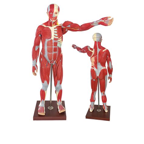 Buy Uigjiog Muscle Man Model 78cm Human Body Muscle Anatomy With