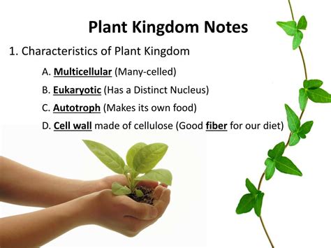 Ppt Plant Kingdom Notes 1 Characteristics Of Plant Kingdom A
