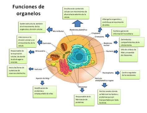 Yolva De Fisiologia Fisiologia Celular