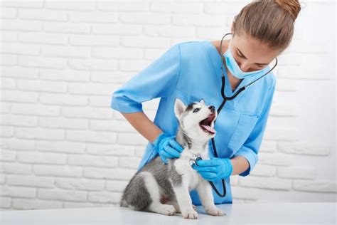 Dog And Puppy Vaccination Schedule Placentia Vets