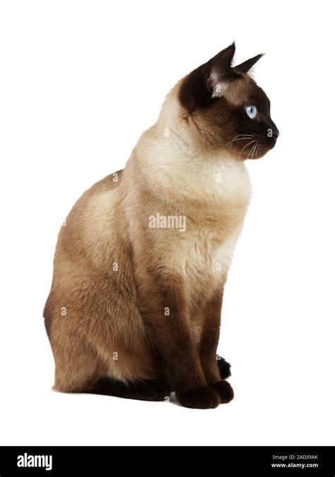Side View Of Siamese Cat Isolated On White Background Stock Photo Alamy