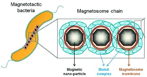 Schematic Presentation Of Magnetotactic Bacterium With A Magnetosome