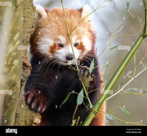 Close Up Of Cute Young Red Panda Ailurus Fulgens Isolated Outdoors