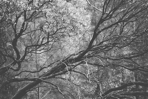 무료 이미지 나무 숲 분기 눈 감기 겨울 검정색과 흰색 잎 서리 가을 없는 단색화 시즌 가지 삼림지