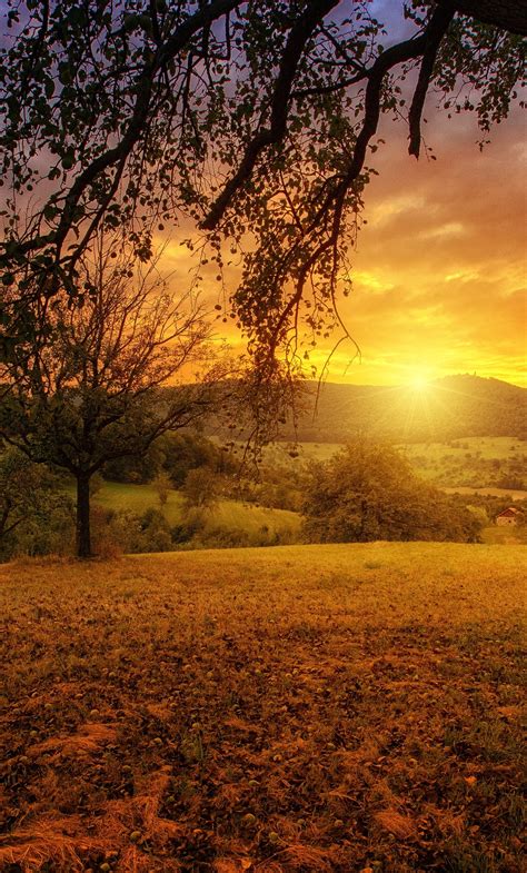 Landscape images & pictures · outdoors. 1280x2120 Tree Sun Aesthetic Dawn Landscape Panorama ...