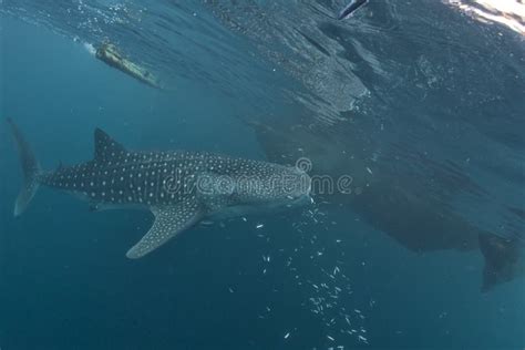 Whale Shark Close Up Underwater Portrait Stock Image Image Of Ocean