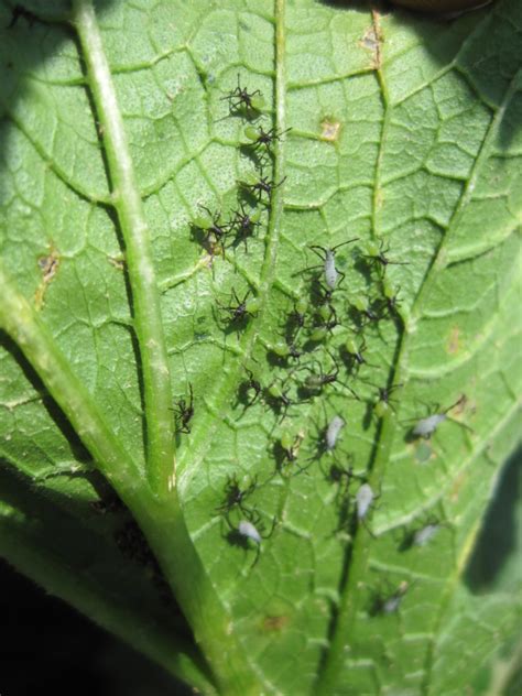 Grasshoppers can be difficult to battle, but here are some natural and nontoxic ideas for grasshopper control. How To Find Bad Bugs in the Garden