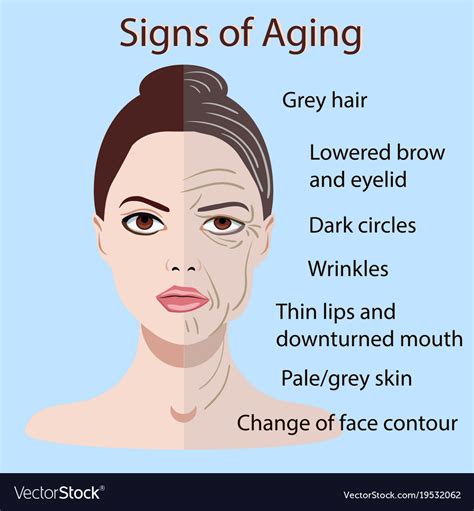 Signs Of Aging Face With Two Types Of Skin Vector Image