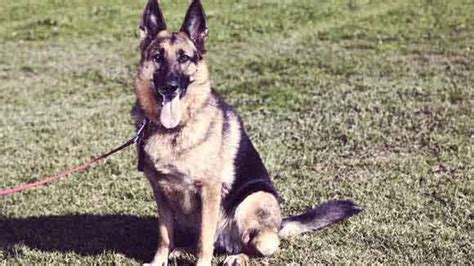 How To Train A German Shepherd To Be A Guard Dog Petcarerx