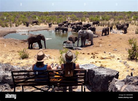 Afrikanischer Elefant Loxodonta Africana Im Halali Wasserloch