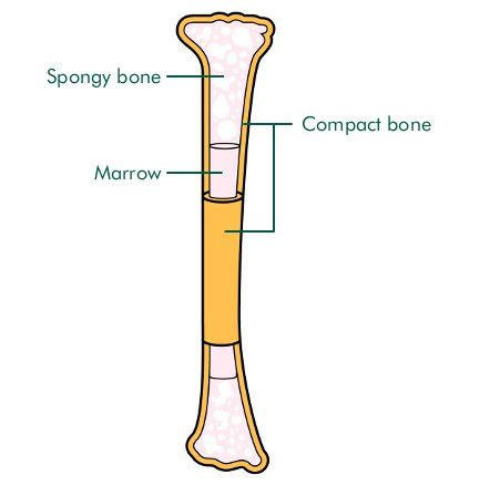 Start studying anatomy bone diagram long bone. AccessJ: How to Donate Bone Marrow