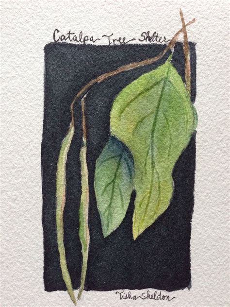 Miniature Watercolor By Tisha Sheldon Catalpa Tree I Love That Due To