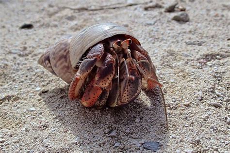 4 Fun Facts About Island Hermit Crabs Vi Eco Tours