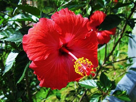 Bunga raya bunga kebangsaan perpustakaan desa kampung tedong facebook. Di Sebalik Bunga Raya Cantik Ini, Ada Khasiat Yang Anda ...