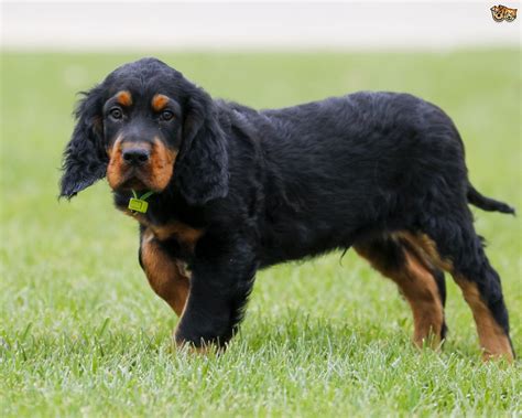 The rottweiler is a robust working breed of great strength descended from the mastiffs of the roman legions. Gordon Setter Dog Breed | Facts, Highlights & Buying ...