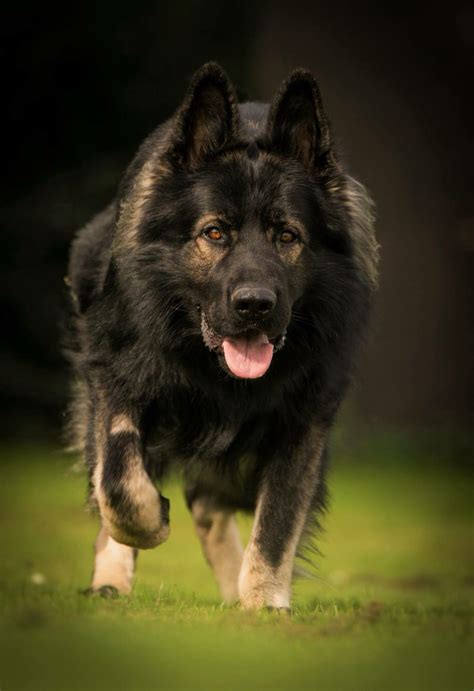 Black Sable Long Coat Gsd Favorite Dog Breeds Sable German Shepherd