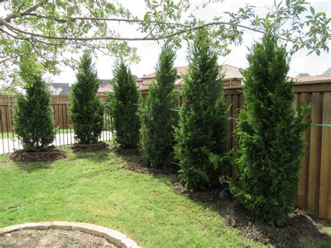 Types Of Cedar Trees For Landscaping Landscape Ideas My Xxx Hot Girl