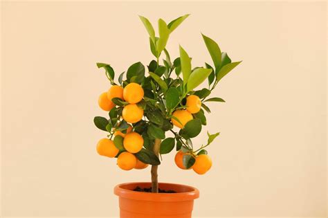 How To Fertilize Indoor Citrus Trees Essential Tips Petal Republic
