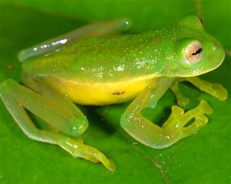 Slimy But Cute 10 Newly Discovered Amphibians Wired