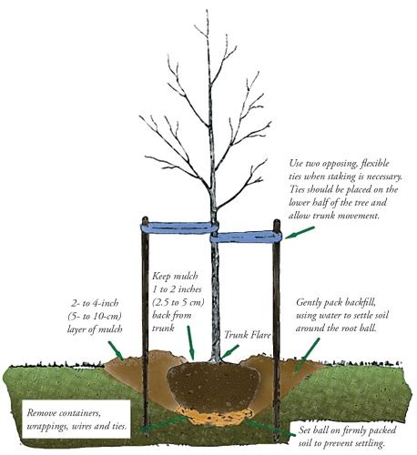Happy Trees Begin With Proper Planting