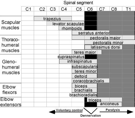 KIRSCH et al. Model-based neuroprostheses development