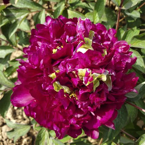 Guan Qun Fang Purple Garden Chinese Peony Plant Buy Purple Peony