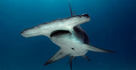 Fishermen Drag Endangered Hammerhead Shark Onto Florida