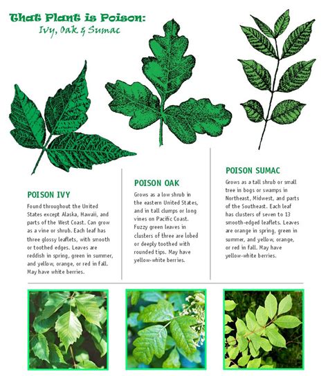 How To Spot Poison Ivy Oak And Sumac Nestlette Poisonous Plants