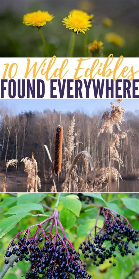 10 Wild Edibles Found Everywhere