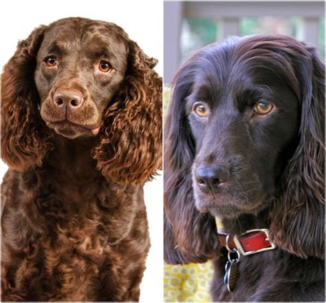 American water spaniels were bred in wisconsin and minnesota as hunting dogs who would be good at retrieving waterfowl. The Boykin Spaniel and The American Water Spaniel: Differences