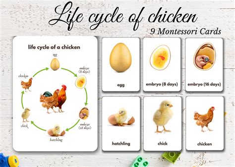 Chicken Life Cycle Flashcards Printable Montessori Etsy Chicken