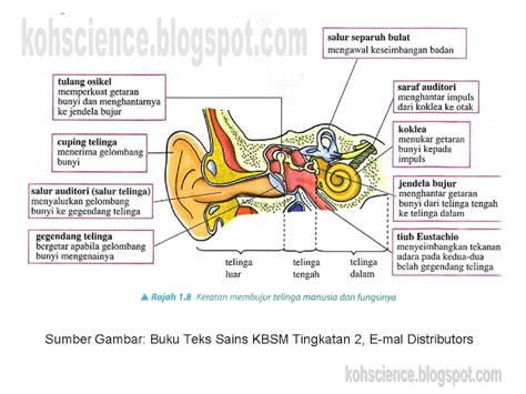 Anatomi Telinga Dan Fungsinya Pdf Wmgaser