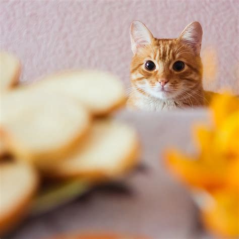 Can Cats Eat Bread Everything You Need To Know Bechewy